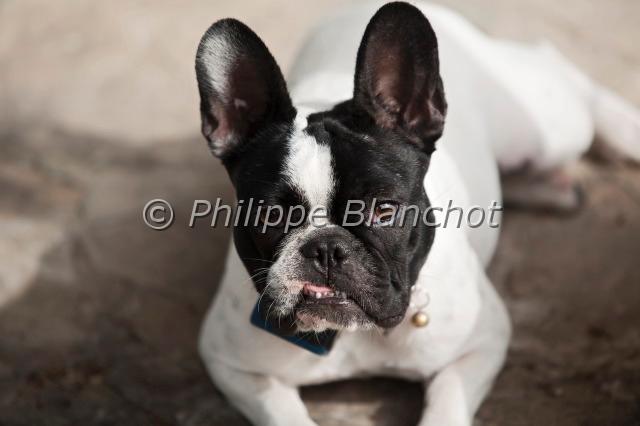 bouledogue francais.JPG - Bouledogue françaisMolossoïde de type dogue, bulldogCanidae